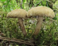 /album/fotogaleria-inocybe-dulcamara-/a1-jpg/