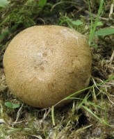 /album/fotogaleria-inocybe-dulcamara-/a2-jpg2/