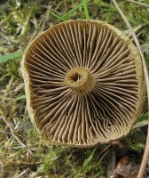 /album/fotogaleria-inocybe-dulcamara-/a3-jpg1/