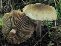 /album/fotogaleria-inocybe-decipiens-/a1-jpg1/