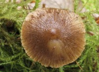 /album/fotogaleria-inocybe-phaeodisca/a3-jpg5/