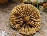 /album/fotogaleria-inocybe-phaeodisca/a4-jpg1/