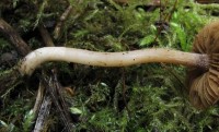 /album/fotogaleria-inocybe-phaeodisca/a5-jpg4/