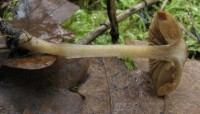 /album/fotogaleria-inocybe-phaeodisca/a6-jpg/