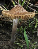 /album/inocybe-sp-/a1-jpg9/