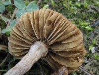 /album/inocybe-sp-/a3-jpg6/