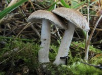 /album/fotogaleria-inocybe-sp-2/a1-jpg12/