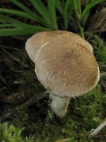 /album/fotogaleria-inocybe-sp-2/a2-jpg11/