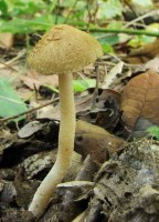 /album/fotogaleria-inocybe-sp-3/a1-jpg13/