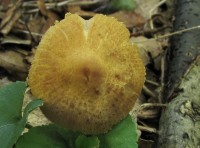 /album/fotogaleria-inocybe-sp-3/a2-jpg12/