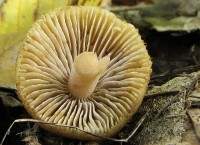 /album/fotogaleria-inocybe-sp-3/a3-jpg9/