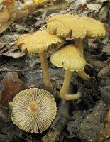 /album/fotogaleria-inocybe-sp-3/a4-jpg7/