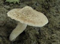 /album/fotogaleria-inocybe-sp-4/a2-jpg13/