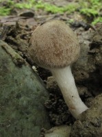 /album/fotogaleria-inocybe-sp-4/a3-jpg10/