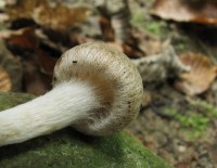 /album/fotogaleria-inocybe-sp-4/a4-jpg8/