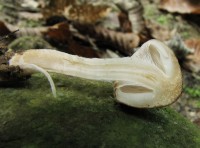 /album/fotogaleria-inocybe-sp-4/a6-jpg1/