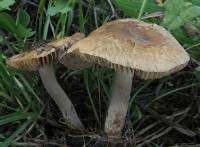 /album/fotogaleria-inocybe-sp-5/a1-jpg15/
