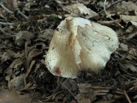 /album/inocybe-erubescens/a1-jpg19/