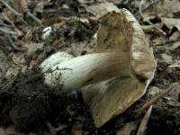 /album/inocybe-erubescens/a2-jpg16/