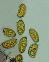 /album/inocybe-erubescens/vytrusy-jpg12/