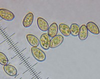 /album/fotogaleria-inocybe-sp-2/vytrusy-jpg17/