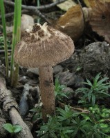 /album/inocybe-sp-1/a1-jpg16/