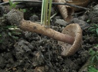 /album/inocybe-sp-1/a2-jpg19/