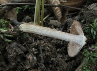 /album/inocybe-sp-1/a3-jpg14/