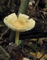 /album/inocybe-hirtella/a1-jpg21/