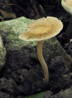 /album/inocybe-hirtella/a2-jpg20/