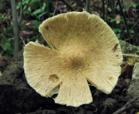 /album/inocybe-hirtella/a3-jpg15/