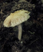 /album/inocybe-hirtella/a5-jpg3/