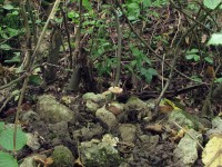 /album/inocybe-hirtella/biotop-jpg5/