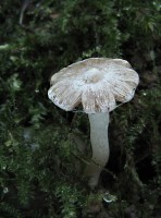 /album/inocybe-sp-2/a1-jpg22/