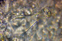 /album/inocybe-sp-2/pleurocystidy-jpg13/