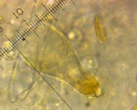 /album/inocybe-sp-2/pileocystidy-jpg/