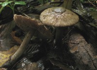 /album/fotogaleria-inocybe-sp-6/a1-jpg25/