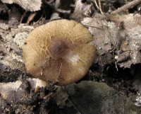 /album/inocybe-sp-4/a1-jpg28/
