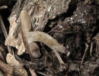 /album/inocybe-sp-4/a3-jpg19/